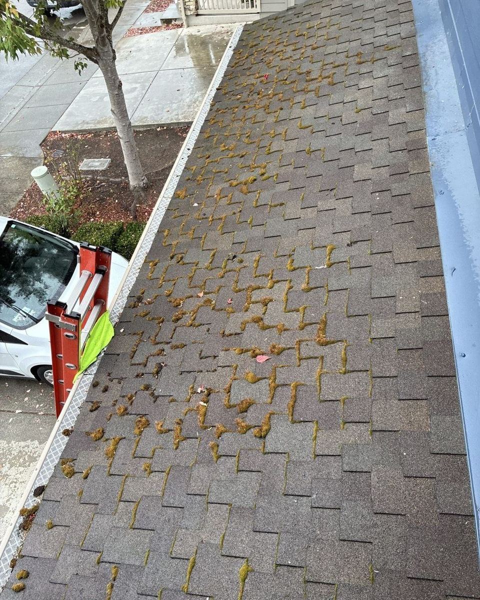 Shingle roof covered in moss before treatment
